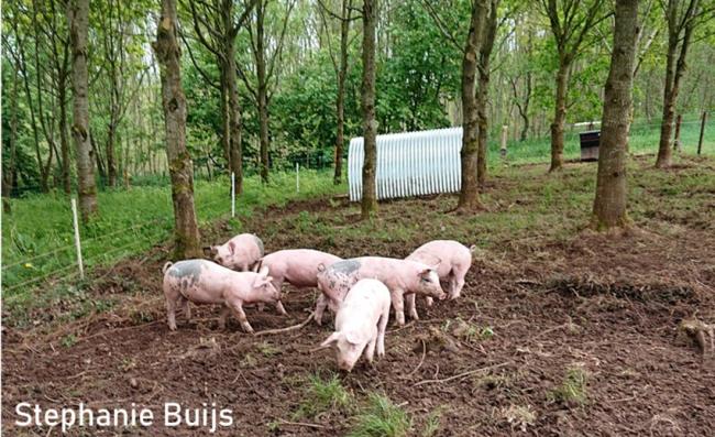 S.Buijs_Agroforestry_pigs_26.08.2025