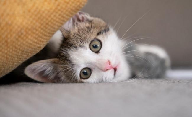 Cat Stockimage