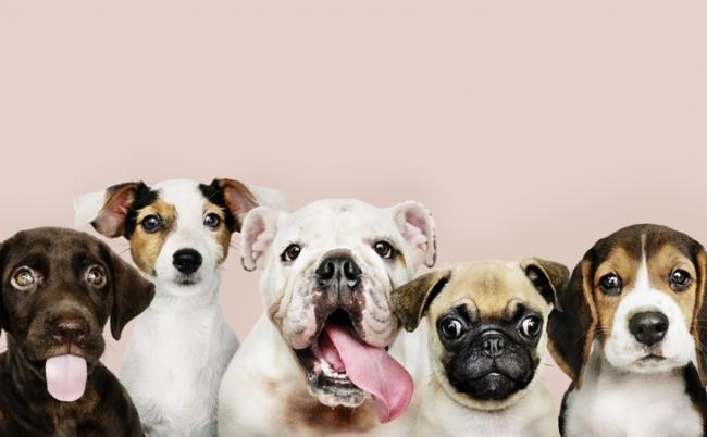 Dogs group