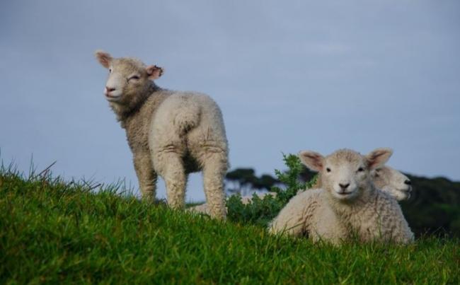 Lambs pasture